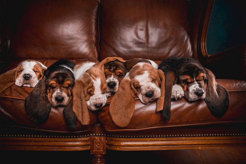 шесть щенков бассет-хаунда на коричневом диване