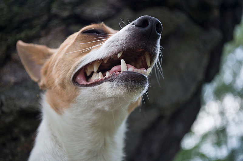 Как кормить американского той-фокстерьера?