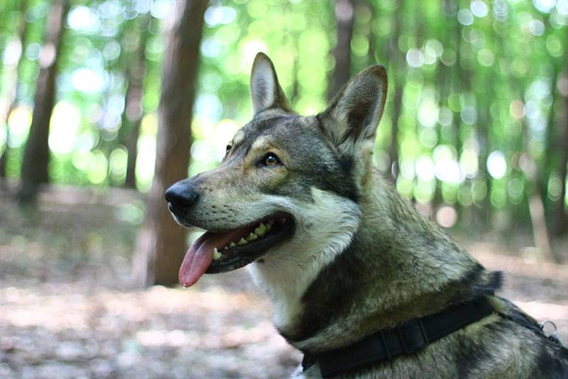 Волчья собака Сарлоса стоит в зеленом парке