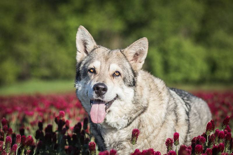 Волчья собака Сарлоса среди красивых цветов