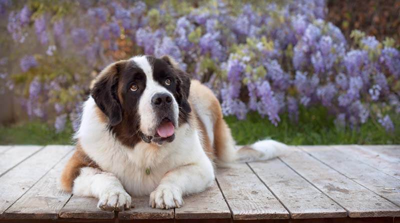 сенбернар лежит на деревянном полу