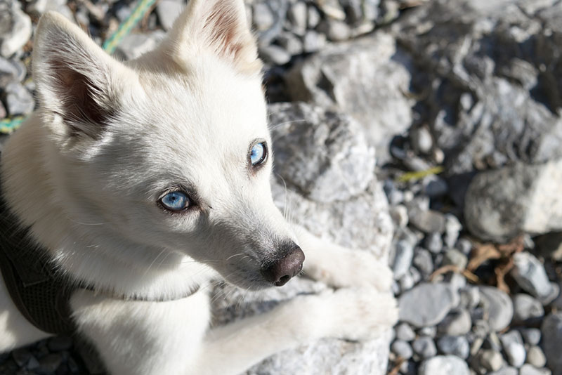 Аляскинский кли-кай нуждается в долгом выгуле