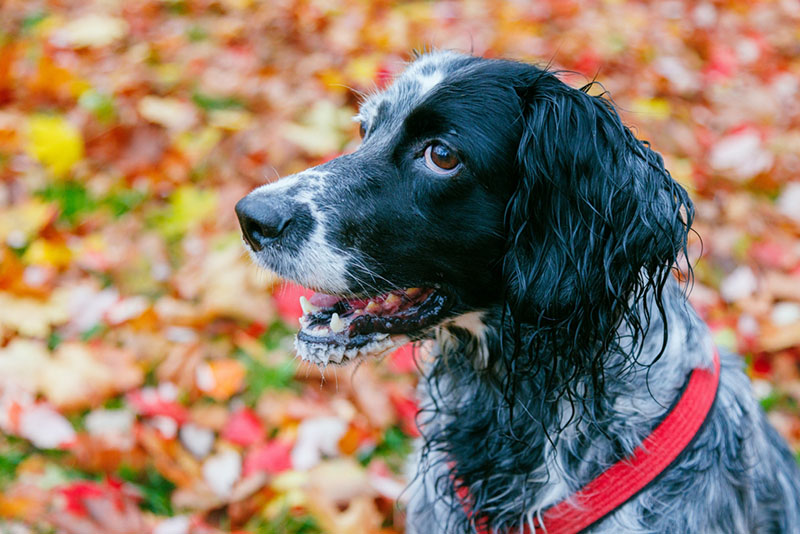 Английский сеттер в осеннем парке