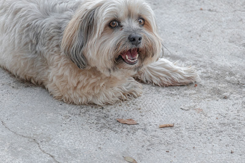 Какому владельцу подойдет тибетский терьер?