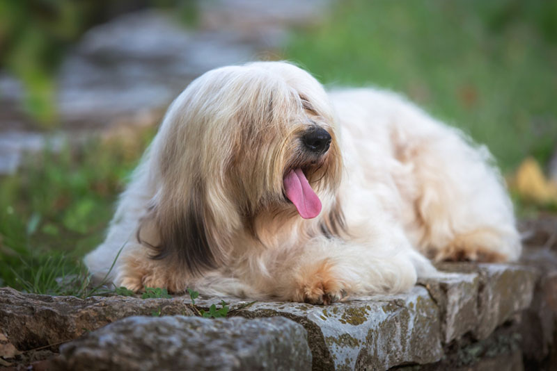 Тибетский терьер лежит