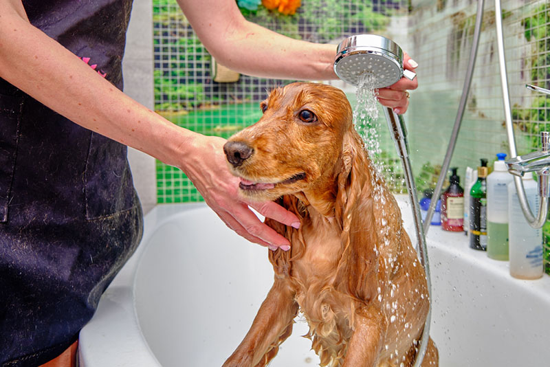 английский кокер-спаниель в ванной