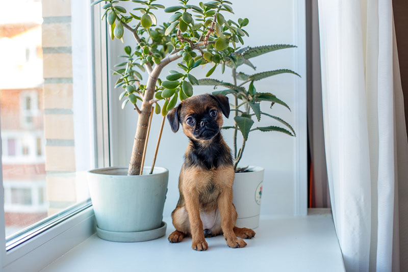 пти брабансон сидит на подоконнике