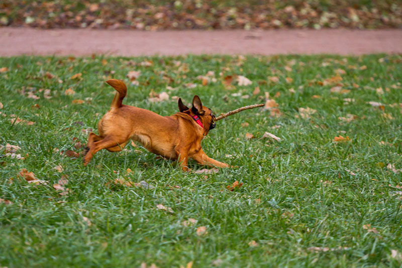 пти брабансон на поводке