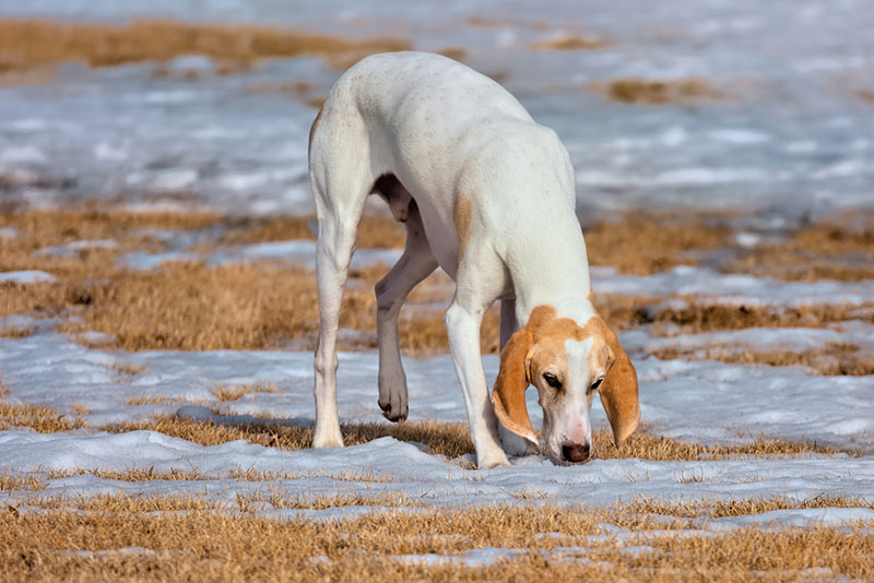 Порселен нюхает снег