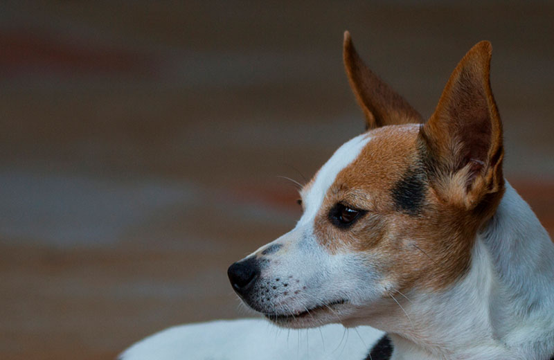 Какой уход нужен бразильскому терьеру?