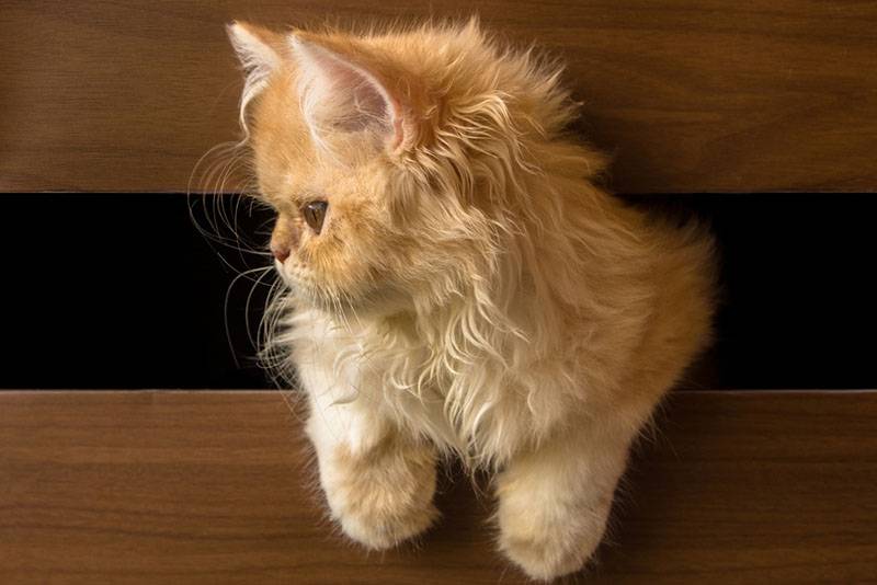 Рыжий котенок перса