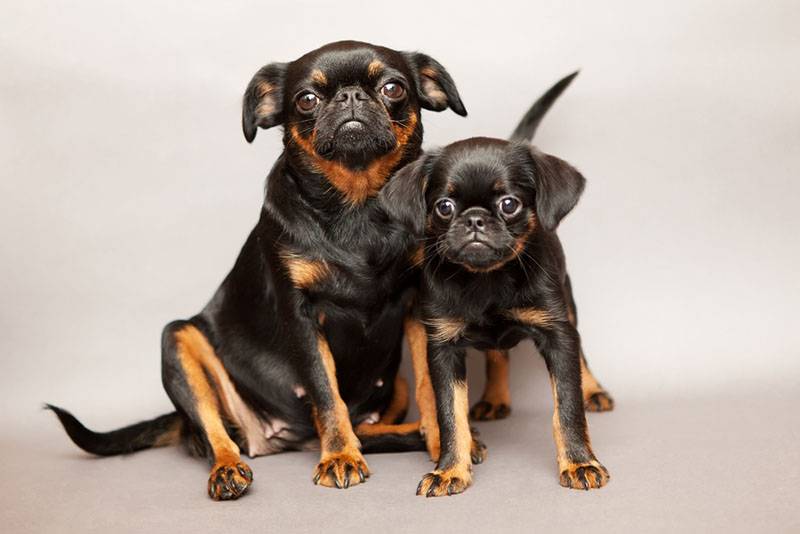 собаки породы пти брабансоны окраса черный с подпалом
