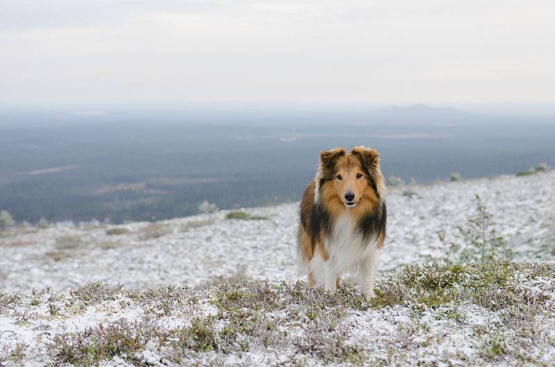 подросший щенок шелти стоит на снегу