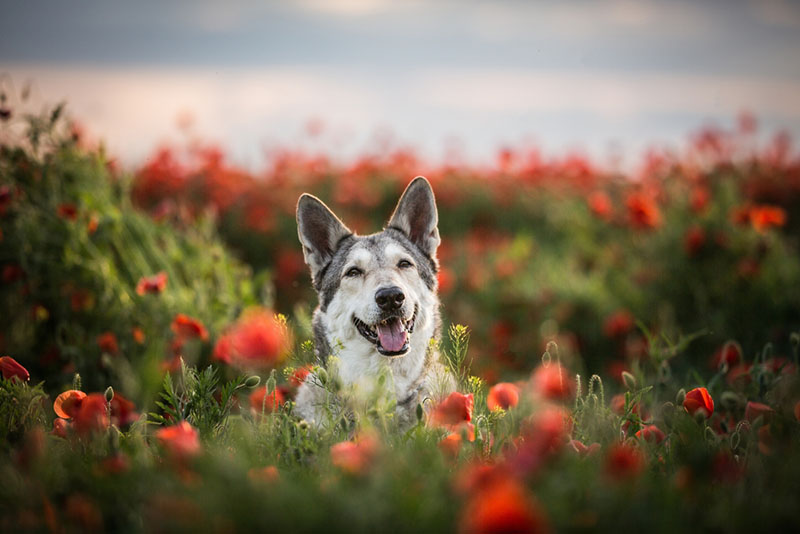 Волчья собака Сарлоса на фотографии