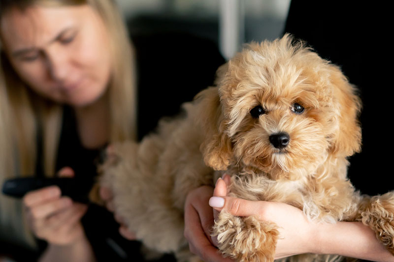 Мальтипу на груминге