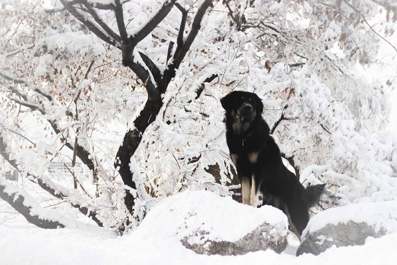 Бурят-монгольский волкодав зимой