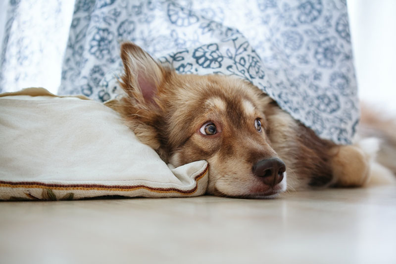 Финский лаппхунд лежит