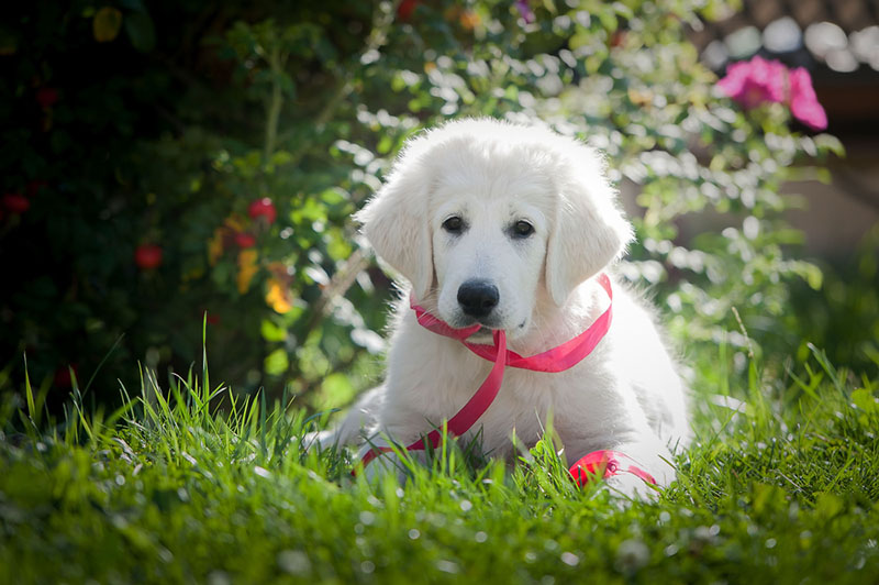 Кому стоит заводить чувача?