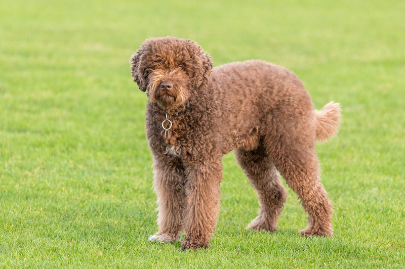Барбет на прогулке
