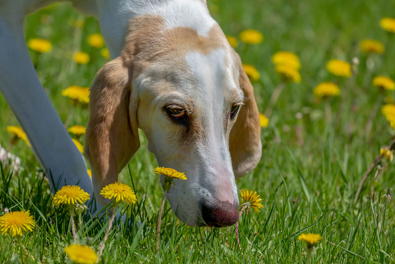 Чем кормить порселена?