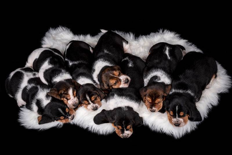 семь спящих щенков бассет-хаунда