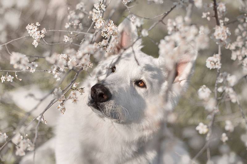 белая швейцарская овчарка рядом с цветущими ветвями в солнечный день