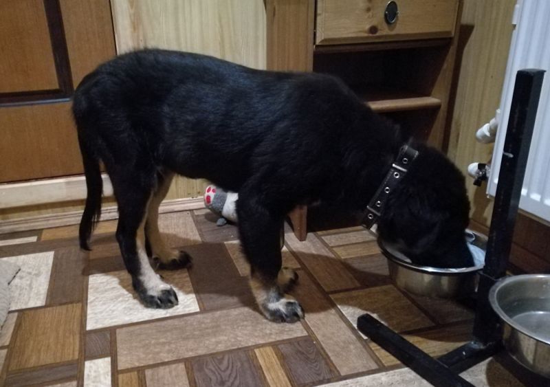 Тувинская овчарка ест