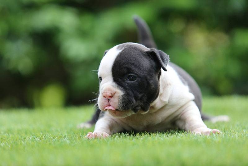 щенок американского питбуля на траве