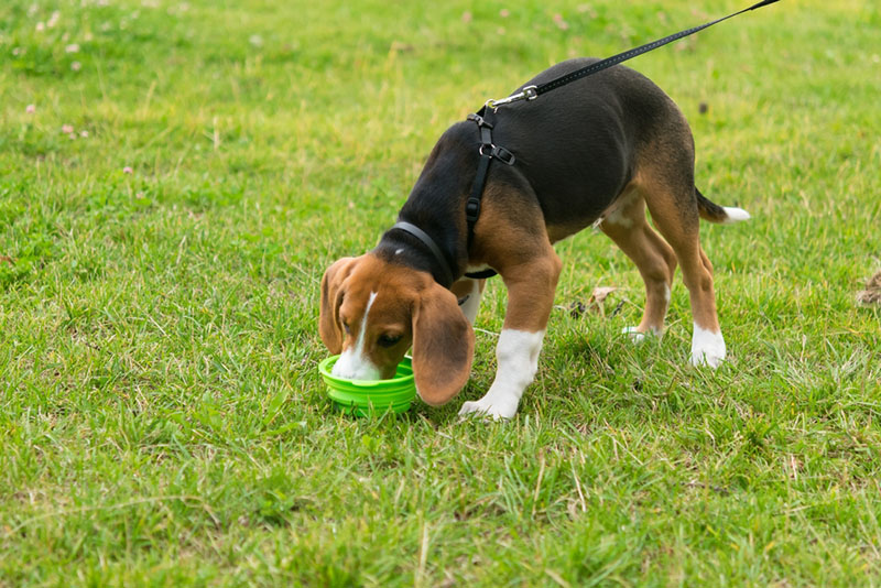щенок эстонской гончей ест из миски