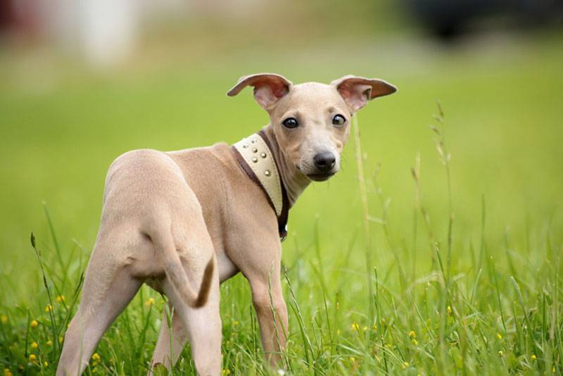 щенок левретки стоит в траве