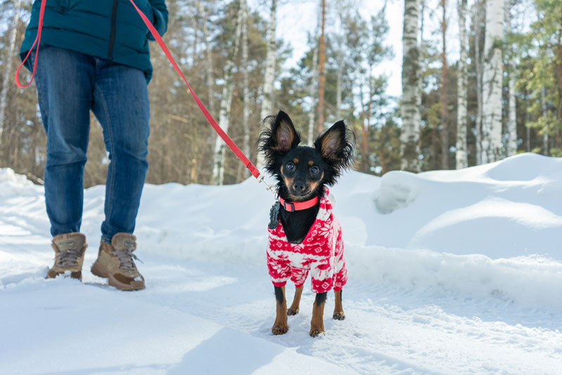 русский той-терьер на зимней прогулке