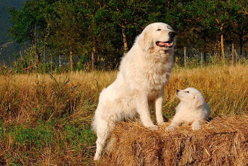 Мареммо-абруццкая овчарка со щенком