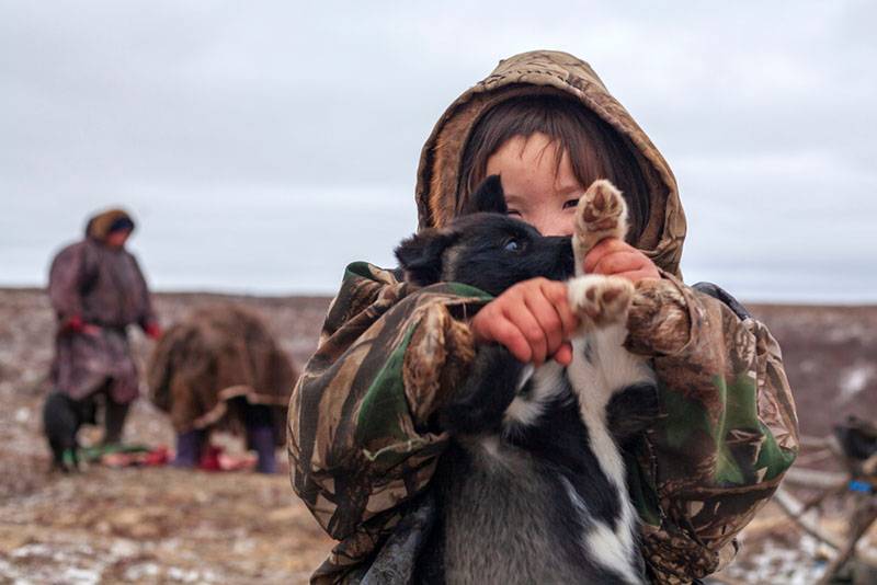 Ненецкая лайка с ребенком на Ямале