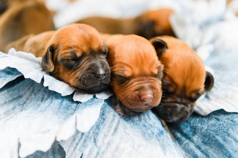 новорожденные щенки родезийского риджбека
