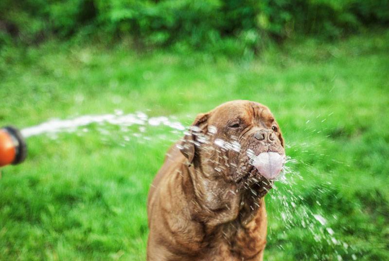 Неаполитанский мастиф пьет воду