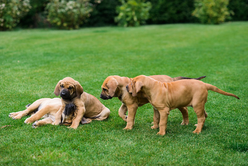 Питание фила бразилейро должно соответствовать возрасту