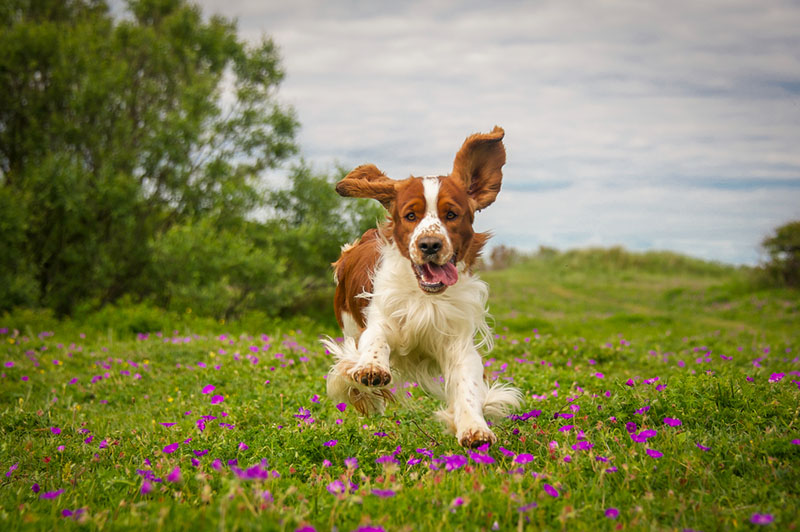 Какой характер у вельш-спрингер-спаниеля?
