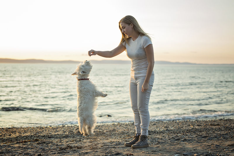 вест-хайленд-уайт-терьер прыгает за кормом