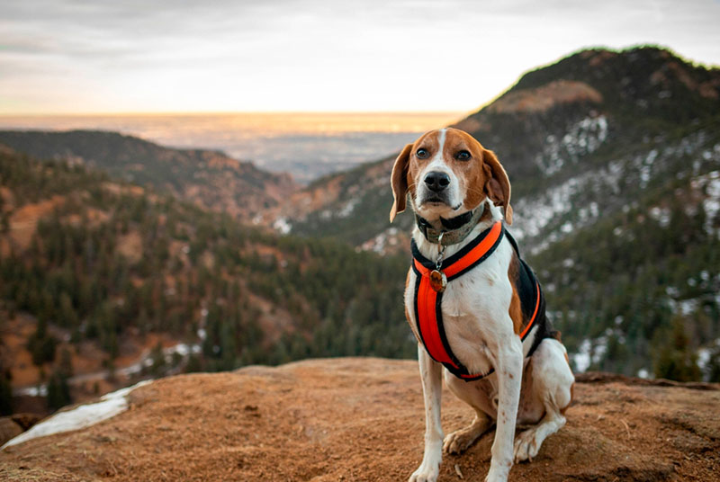Какой характер у американского фоксхаунда?