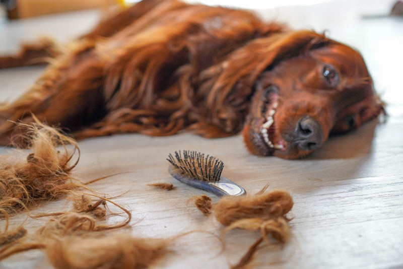 Вычесывание ирландского сеттера