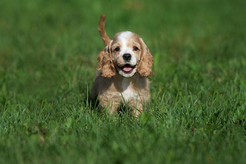 щенок американского спаниеля бегает по лужайке