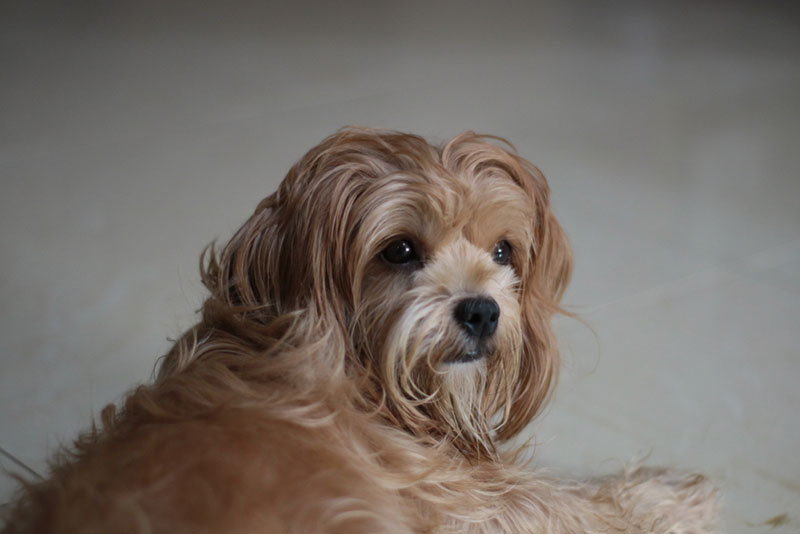 Кому подойдет русская цветная болонка?