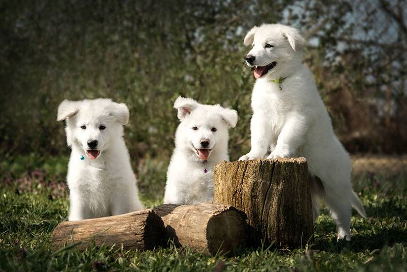 три смешных щенка белой швейцарской овчарки