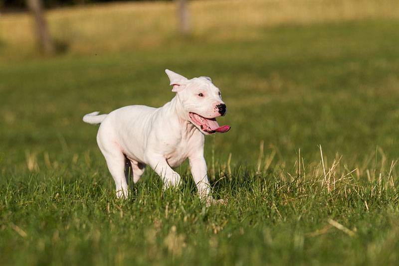щенок аргентинского дога бежит по газону