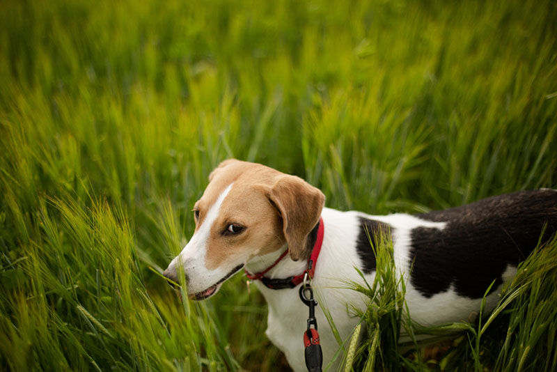 При регулярной активности фоксхаунд не нуждается в стрижке когтей