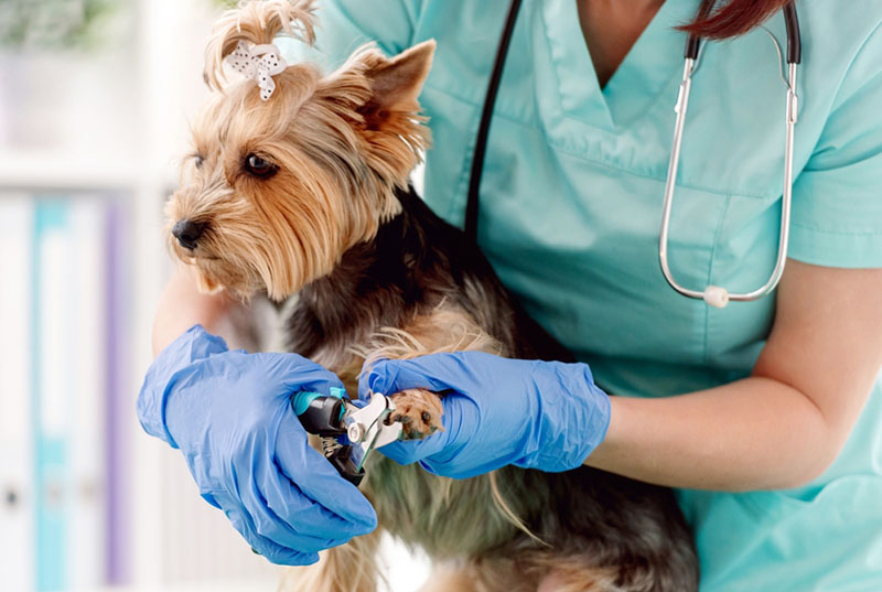 йоркширские терьеры обладают хорошим здоровьем