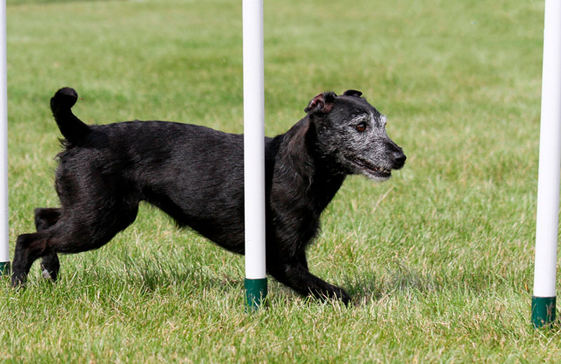 Как кормить активного паттердейл-терьера?