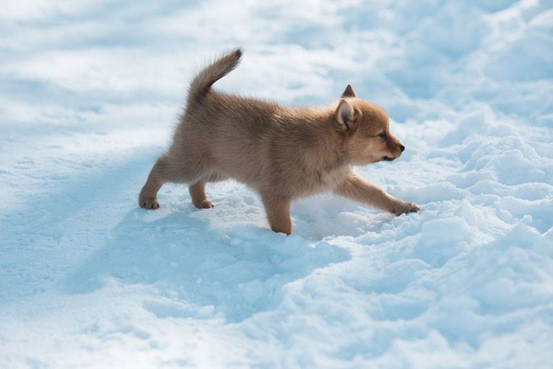 Щенок финского шпица гуляет по снегу