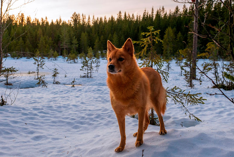 Фото финского шпица в лесу