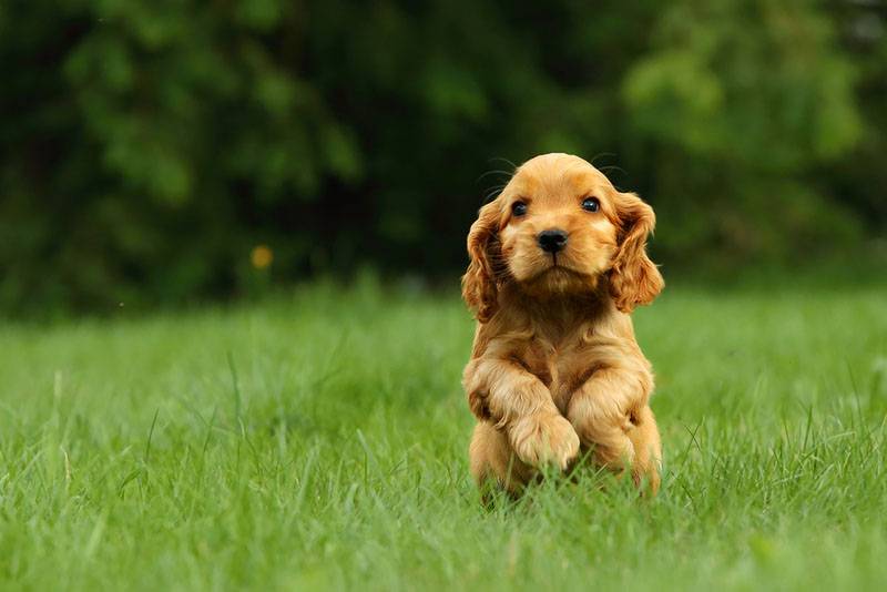 щенок английского кокер-спаниеля бежит по траве